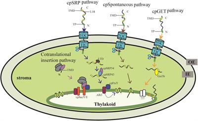 Protein Targeting Into the Thylakoid Membrane Through Different Pathways